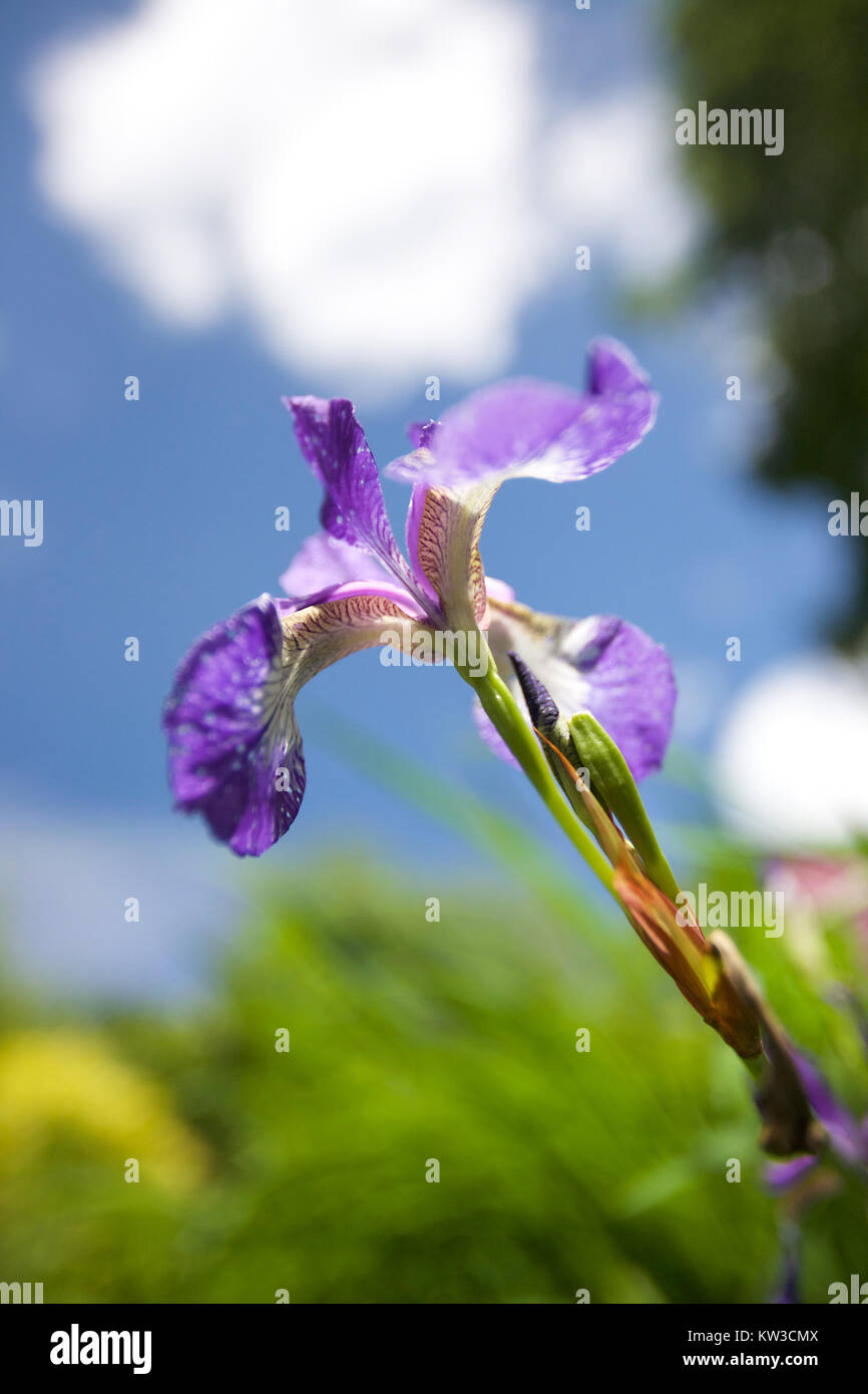 Close-up di fiori di iris Foto Stock