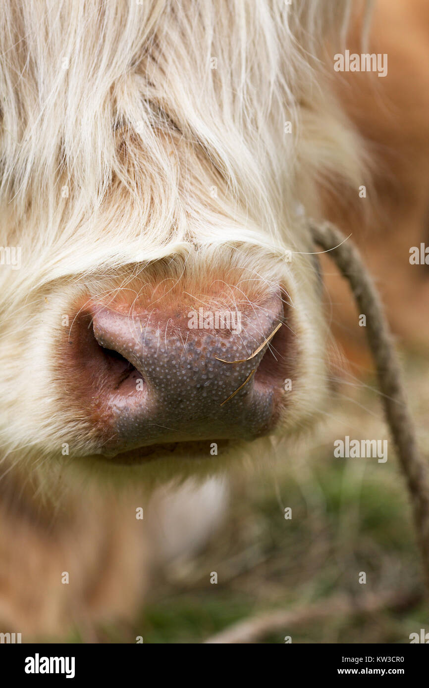 Highland bestiame al agricultural show UK Foto Stock