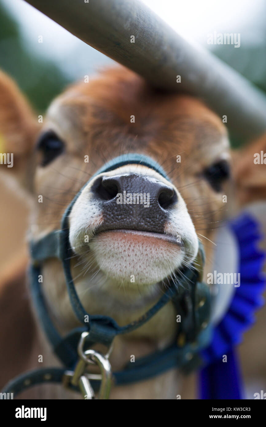 Jersey vacca a spettacolo agricolo REGNO UNITO Foto Stock