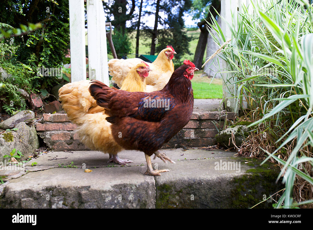 Gruppo di galline nel giardino inglese Foto Stock