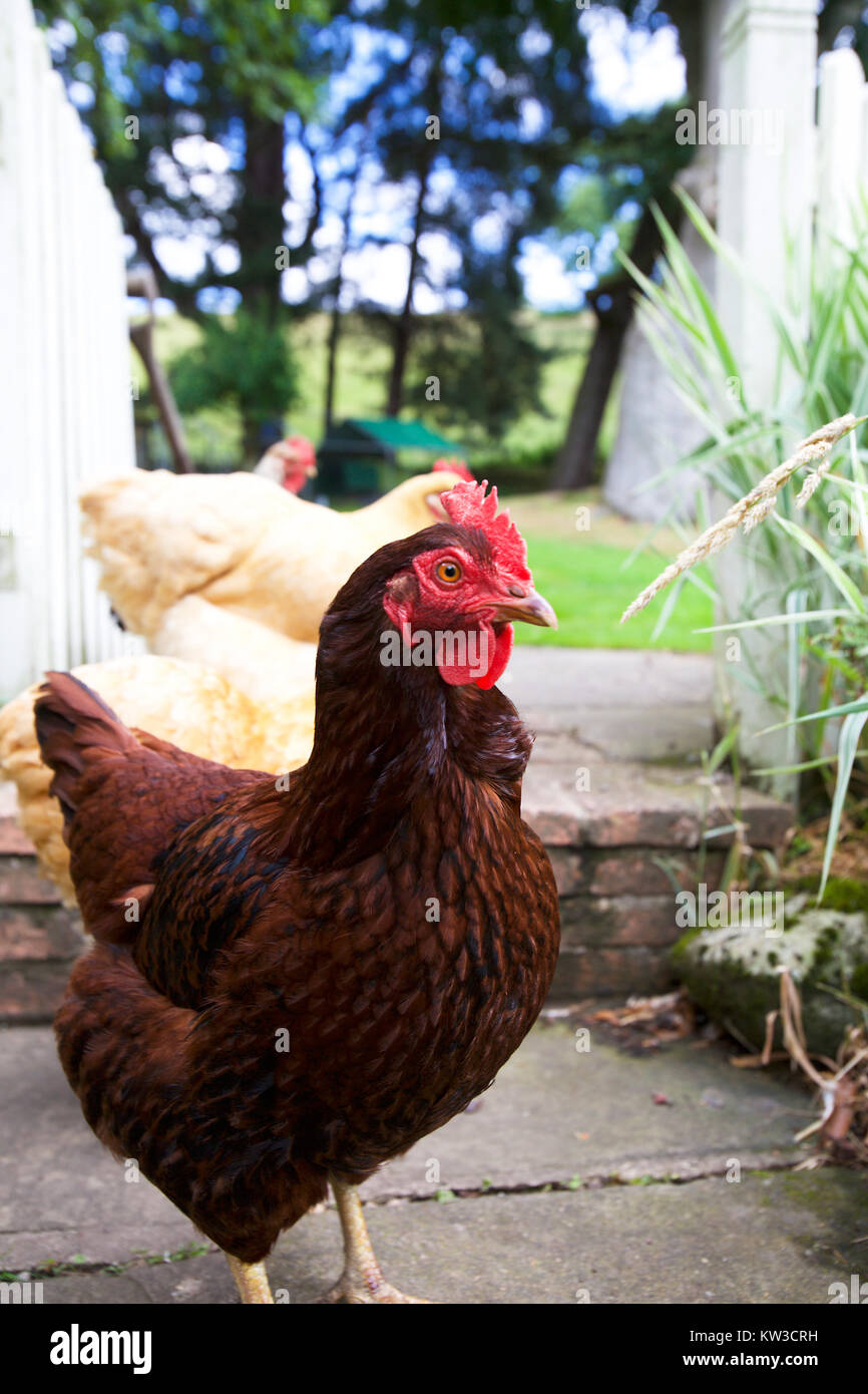 Gruppo di galline nel giardino inglese Foto Stock