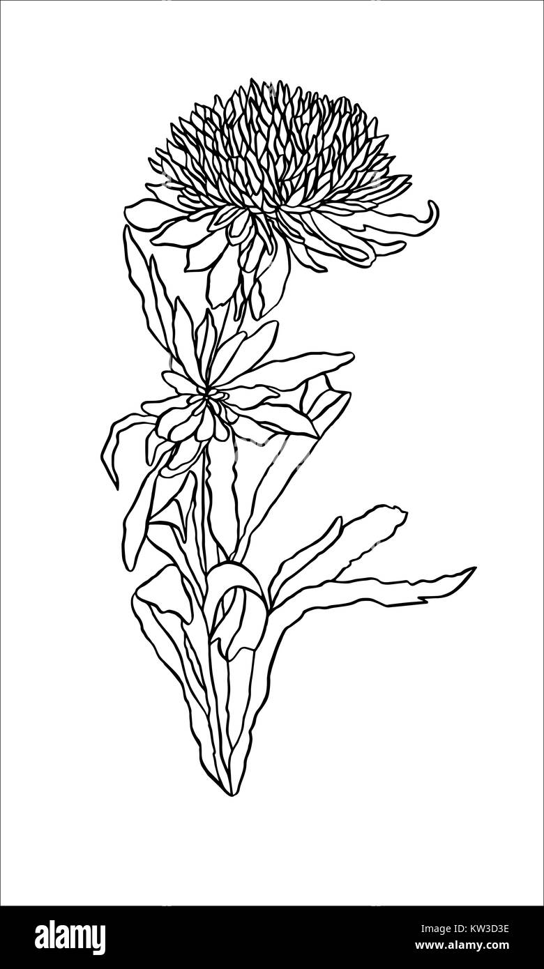 Illustrazione di contorno fiore Aster con foglie di art nouveau Foto Stock