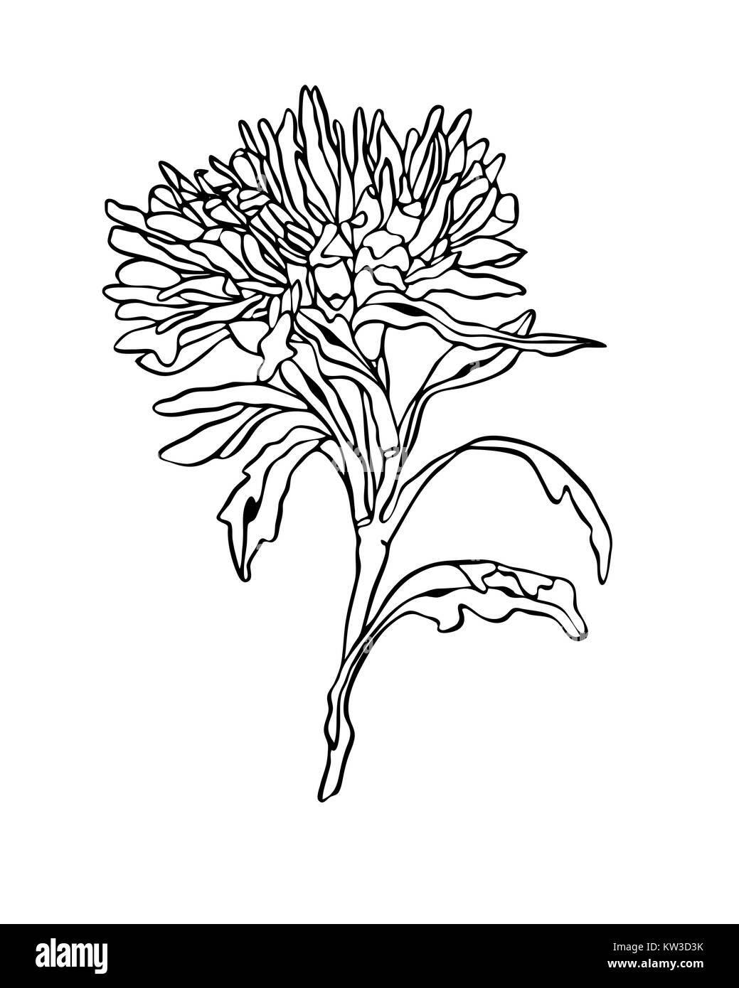 Illustrazione di contorno fiore Aster con foglie di art nouveau Foto Stock