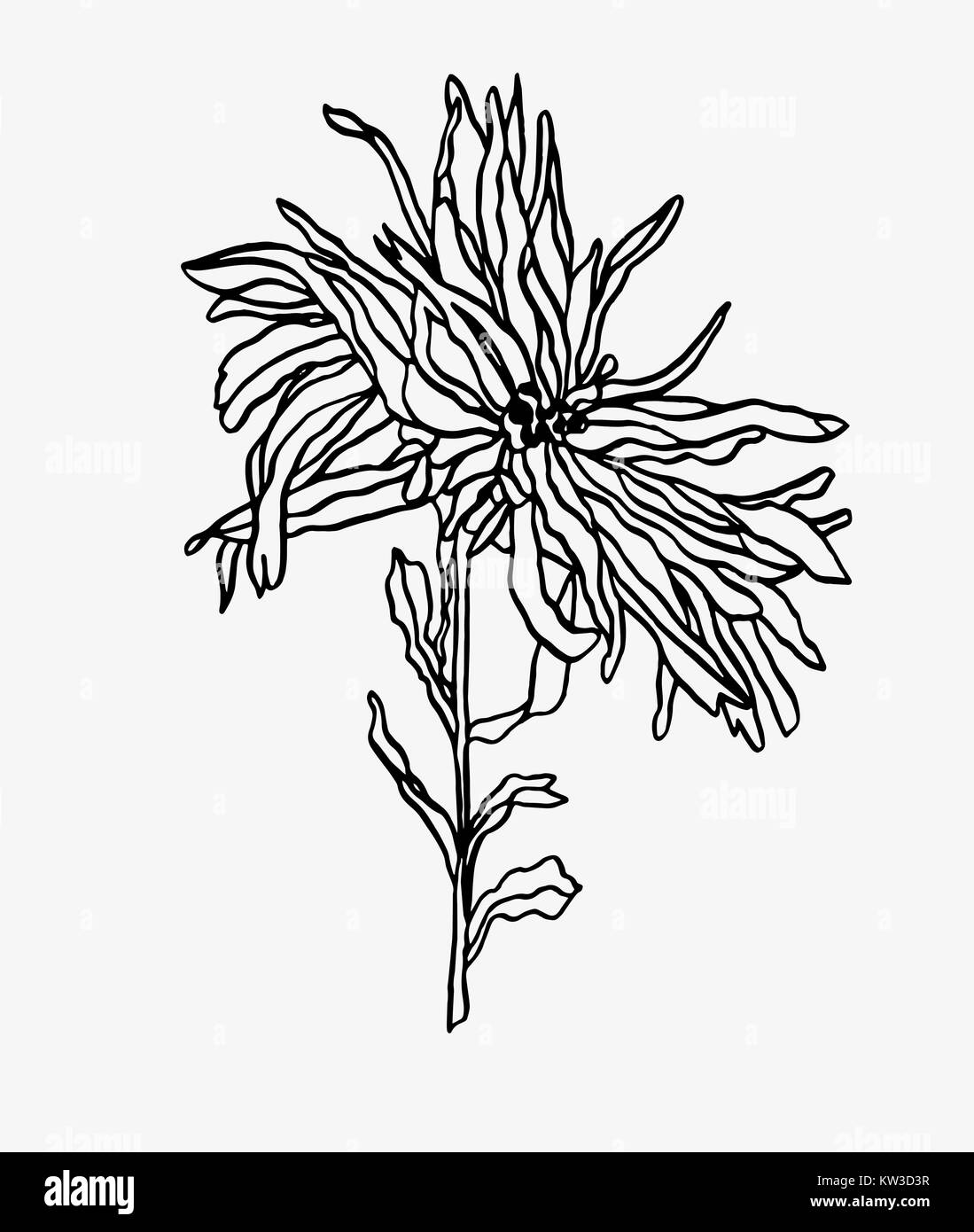Illustrazione di contorno fiore Aster con foglie di art nouveau Foto Stock