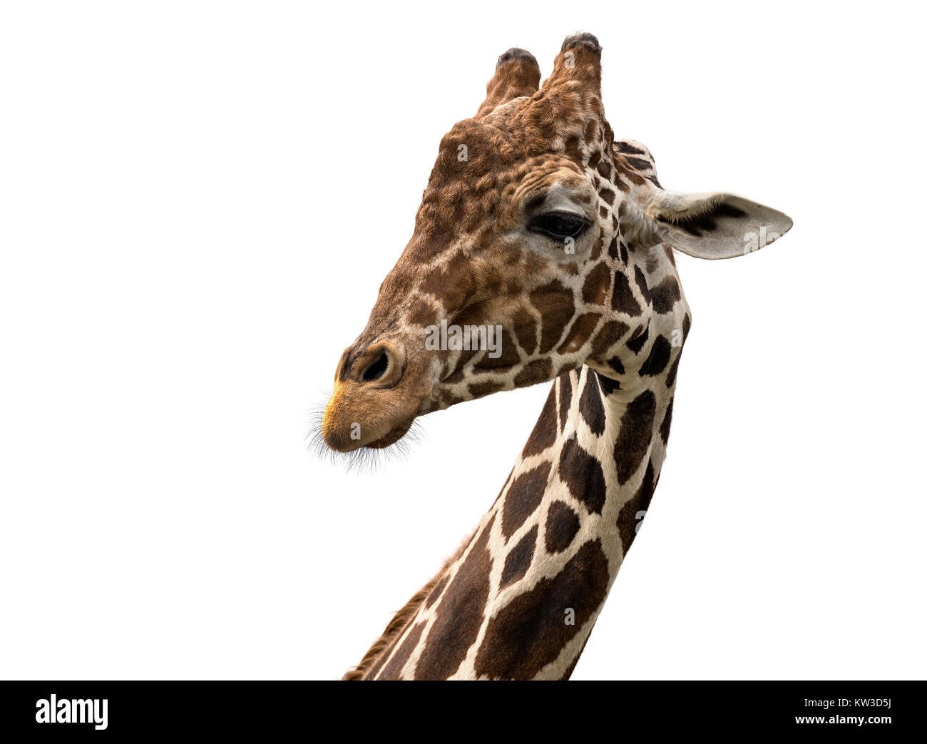 Giraffa reticolare verticale (Giraffa camelopardalis reticulata) isolato su sfondo bianco Foto Stock