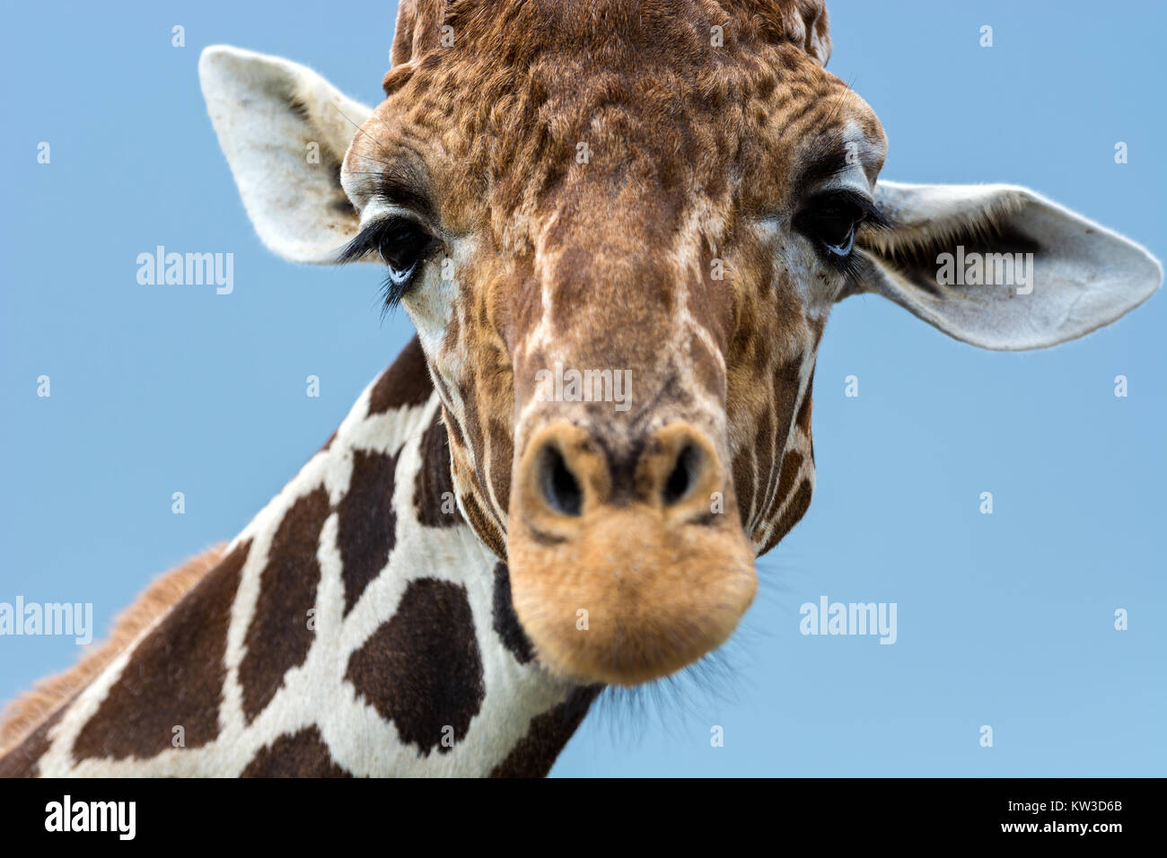 Giraffe reticolate (Giraffa camelopardalis reticulata), Kenya Foto Stock