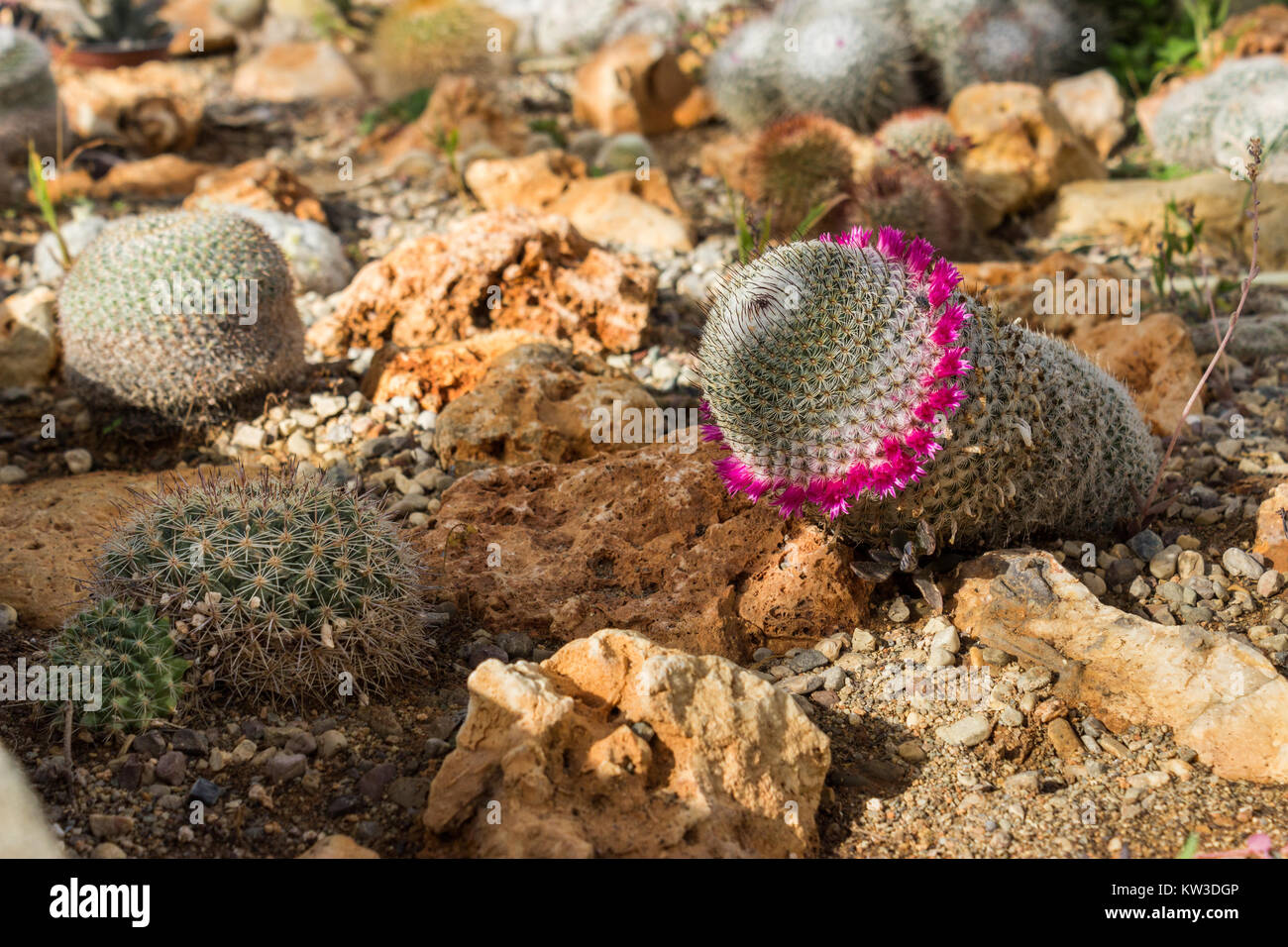 Varie cactus piantato nel terreno, close up shot Foto Stock