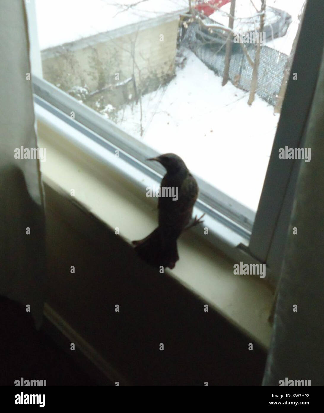 Una fotografia di un uccello all'interno di una casa, forse catturata in un ambiente domestico, che mostra l'habitat naturale dell'uccello e l'interazione con gli spazi interni. Foto Stock