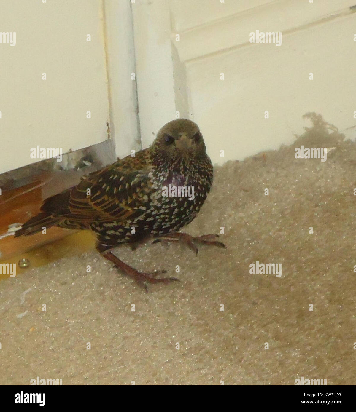 Questa fotografia cattura un uccello appollaiato su un tappeto all'interno di una casa. L'immagine sottolinea le delicate caratteristiche dell'uccello e la sua interazione con lo spazio domestico, mostrando la miscela tra natura e vita domestica. Foto Stock