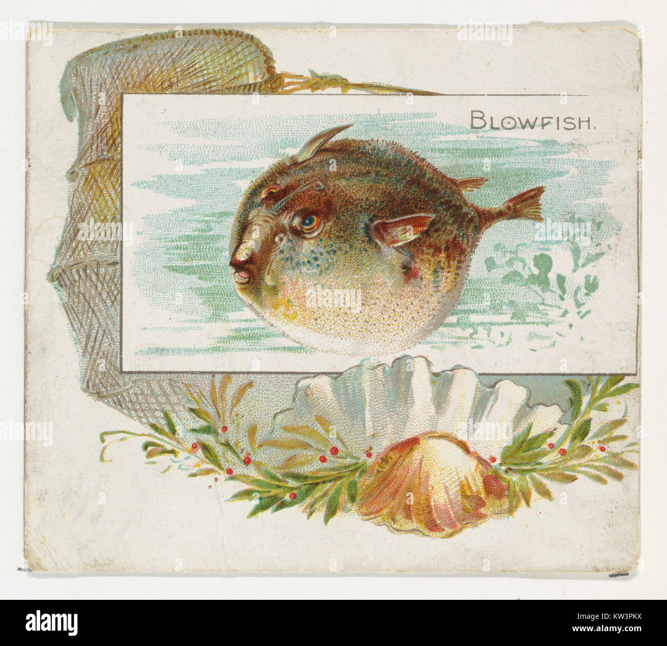 L'immagine di Blowfish della serie *Fish from American Waters* (N39) per le sigarette Allen & Ginter presenta un ritratto dettagliato delle specie ittiche. L'illustrazione sottolinea le caratteristiche uniche del pesce palla, noto per la sua capacità di gonfiarsi quando minacciato. Foto Stock