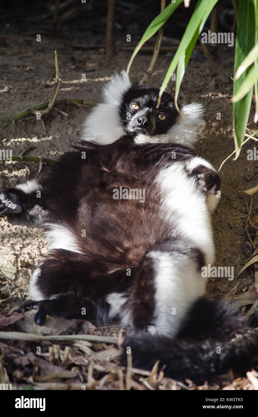 Il lembo con volant bianco e nero, una specie originaria del Madagascar, è noto per la sua straordinaria pelliccia bianca e nera. Si tratta di un primate in pericolo critico, minacciato dalla perdita dell'habitat e dal bracconaggio. Gli sforzi di conservazione sono fondamentali per la sua sopravvivenza. Foto Stock
