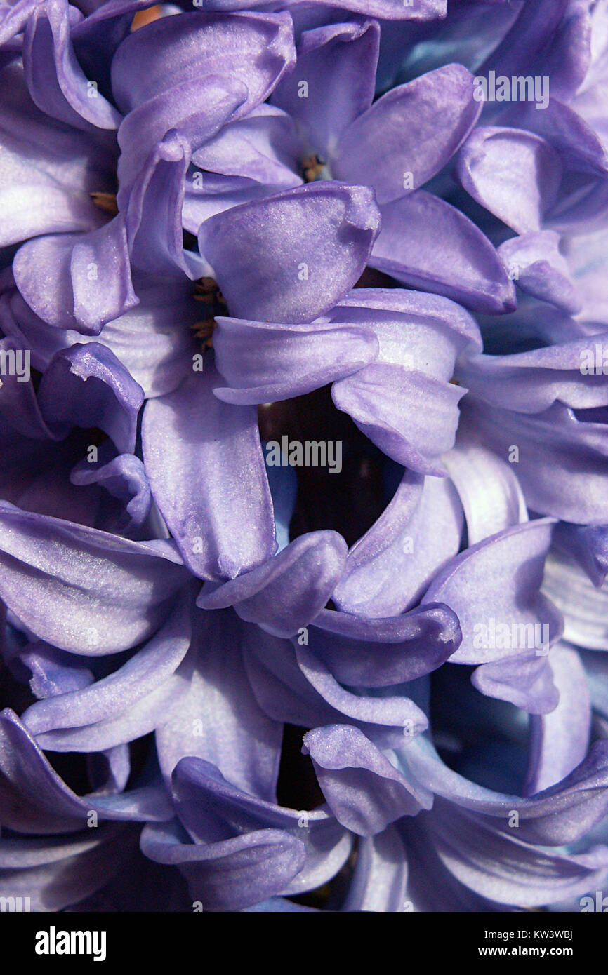 Il Blue Hyacinth del Phipps Conservatory, fotografato il 30 marzo 2015, è una vivace mostra floreale che mostra la bellezza di questo fiore primaverile. Foto Stock