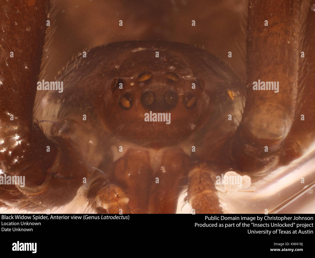 Black Widow Spider, vista anteriore (genere Latrodectus) (21889242668) Foto Stock