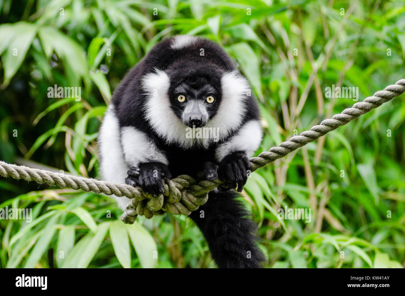 Un lembo bianco e nero con volant, originario del Madagascar, catturato in una fotografia. Questa specie a rischio di estinzione è nota per la sua pelliccia in bianco e nero e per le vocalizzazioni distintive. Foto Stock