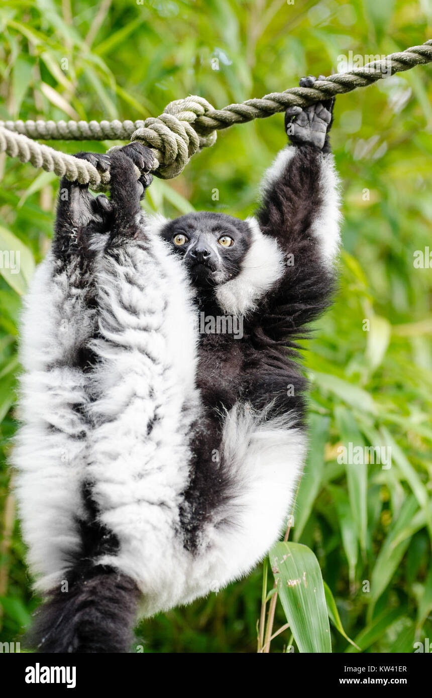 Il Lemur Ruffed bianco e nero, una specie a rischio critico, è originario del Madagascar. Conosciuto per la sua straordinaria pelliccia bianca e nera e per le chiamate forti, questo lembo svolge un importante ruolo ecologico nel suo habitat nativo, principalmente nelle foreste pluviali del Madagascar. Foto Stock Il Lemur Ruffed bianco e nero, una specie a rischio critico, è originario del Madagascar. Conosciuto per la sua straordinaria pelliccia bianca e nera e per le chiamate forti, questo lembo svolge un importante ruolo ecologico nel suo habitat nativo, principalmente nelle foreste pluviali del Madagascar. Foto Stock