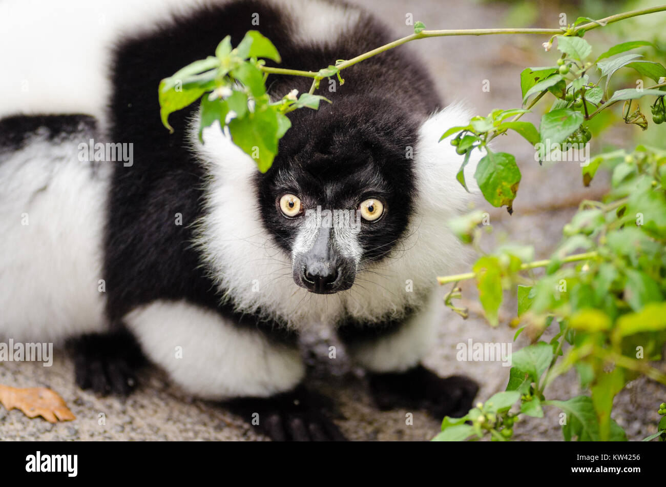 Il lemure ruffato bianco e nero è una specie in via di estinzione originaria del Madagascar. Riconosciuta per la sua straordinaria pelliccia nera e bianca, è una delle più grandi specie di lemuri e svolge un ruolo chiave nel suo ecosistema nativo, in particolare nell'impollinazione. Foto Stock