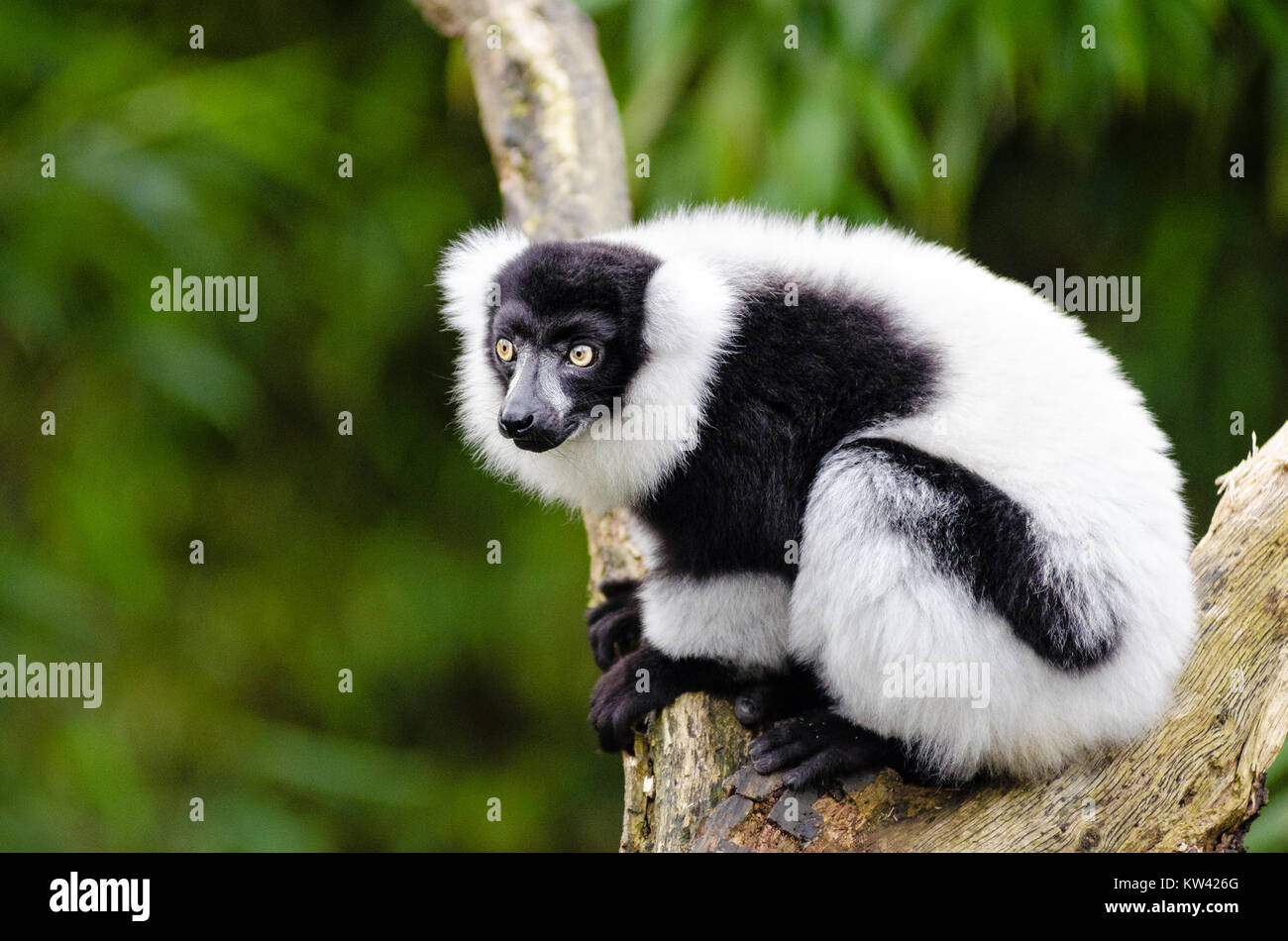 Il lemuro bianco e nero, originario del Madagascar, è una specie a rischio critico. La sua straordinaria pelliccia bianca e nera e i suoi comportamenti unici lo rendono uno dei primati più distintivi. Gli sforzi di conservazione sono fondamentali per la sua sopravvivenza. Foto Stock