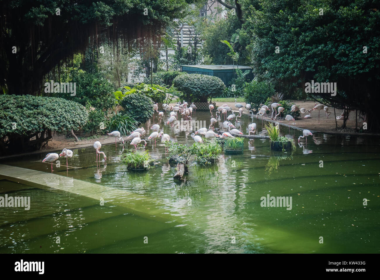 Il Kowloon Park fenicotteri Foto Stock