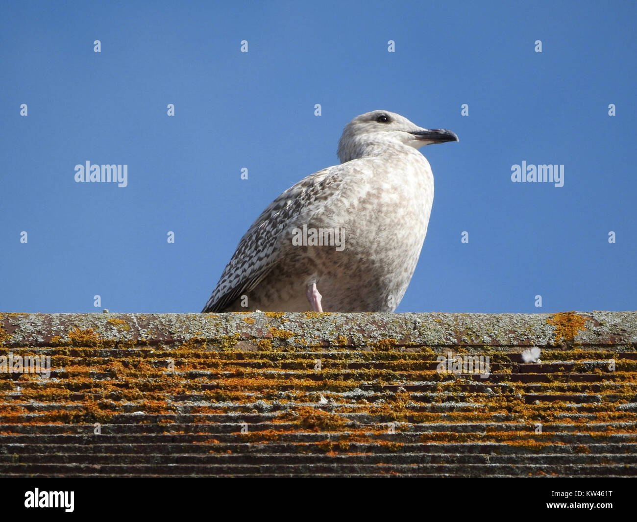 L'immagine raffigura un uccello, possibilmente una specie specifica, identificato dal numero di catalogo associato. Gli uccelli svolgono un ruolo vitale negli ecosistemi, spesso fungendo da indicatori di salute ambientale. Foto Stock