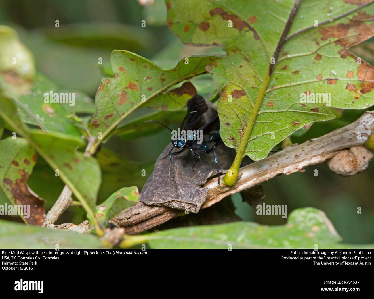 Fango blu wasp (Sphecidae, Chalybion californicum) (31102442545) Foto Stock