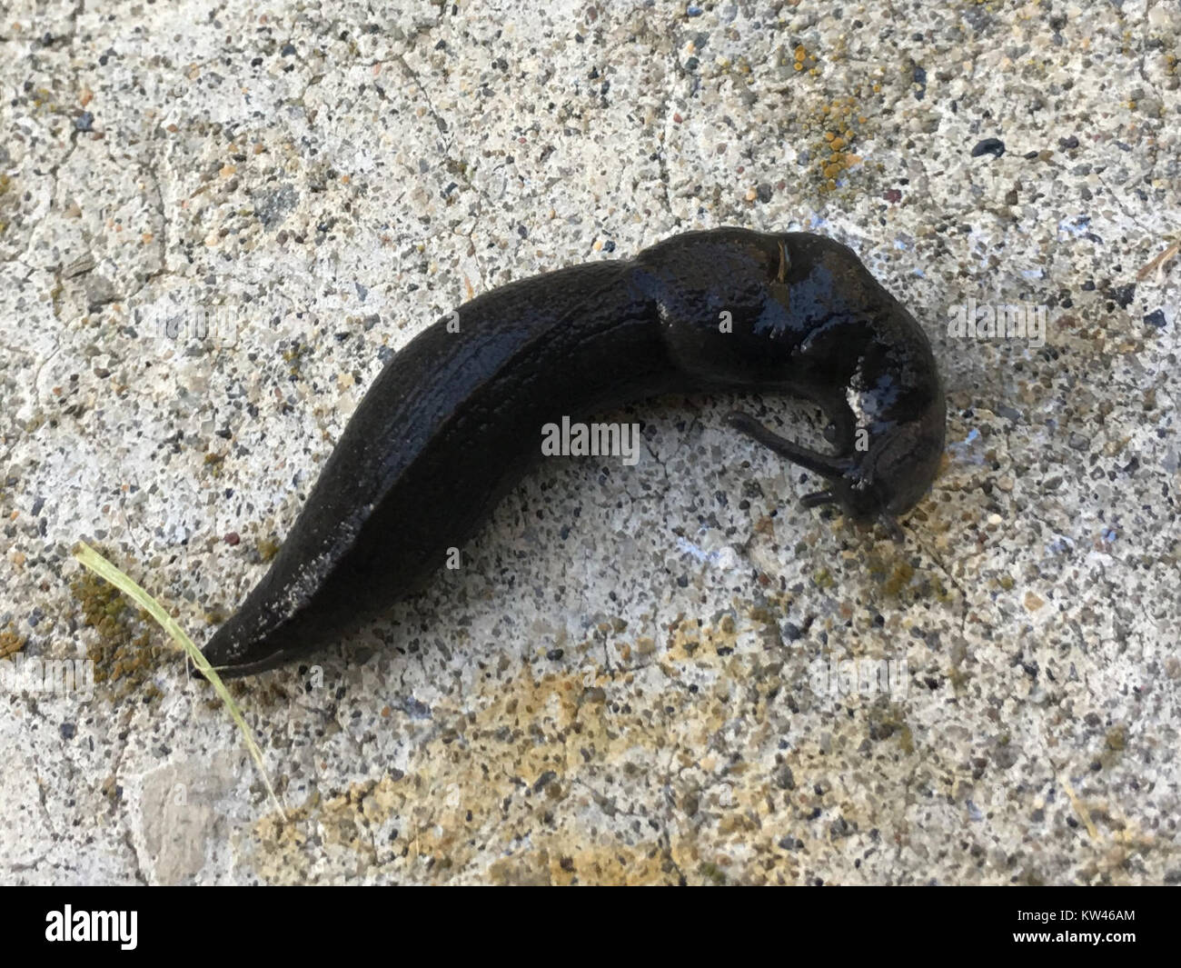 La Black Slug, nota anche come Arion ater, è una grande lumaca di terra nativa dell'Europa. È riconosciuto per il suo aspetto scuro e lucido e si trova in ambienti umidi, in particolare nei giardini e nelle foreste. Foto Stock
