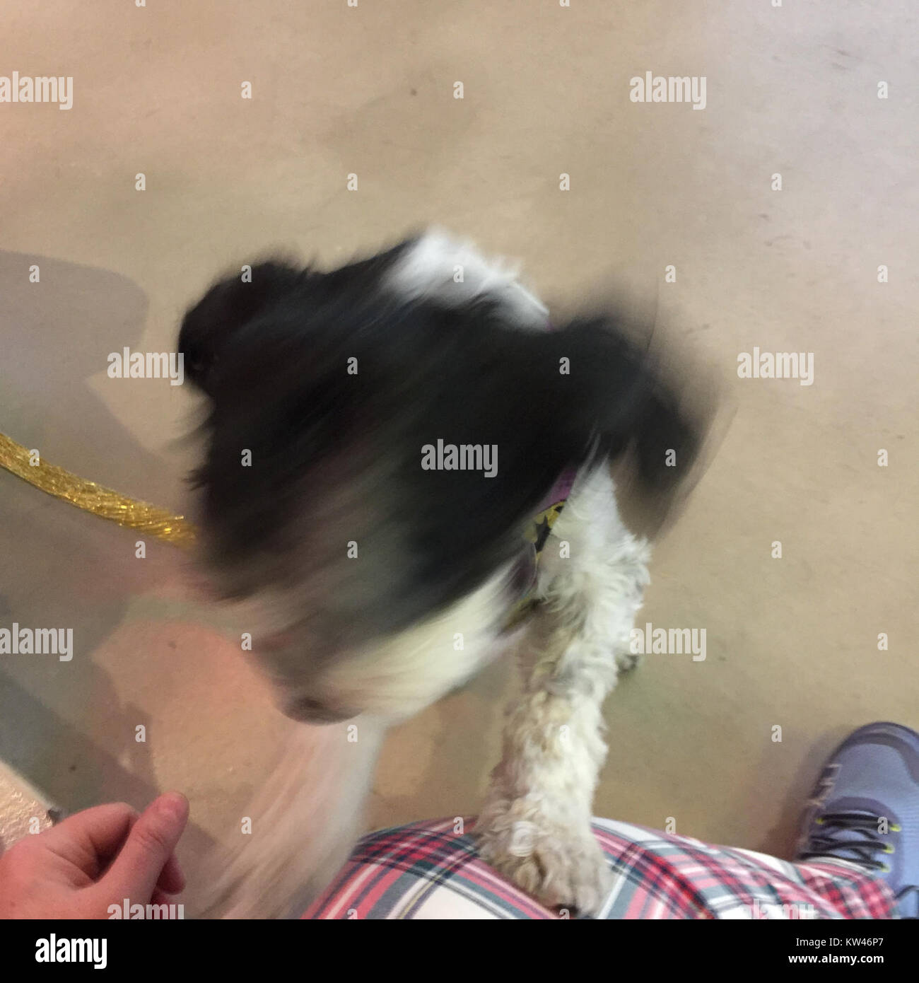 Questa immagine rappresenta probabilmente un evento o una scena al BRIC 09, probabilmente con l'artista Lulu Dawg. Il titolo indica una rappresentazione visiva sfocata dell'evento, potenzialmente in un contesto artistico o di performance. Foto Stock