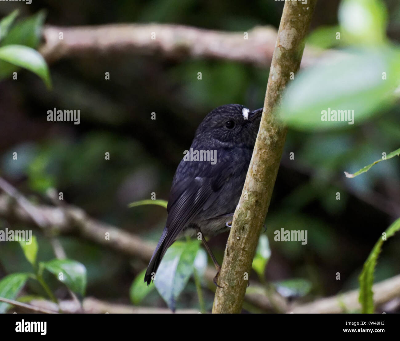 Il Black Toutouwai è una specie di uccello nativo della nuova Zelanda, noto per il suo sorprendente piumaggio nero. Fa parte della fauna aviaria della nuova Zelanda e contribuisce alla biodiversità della regione. Foto Stock
