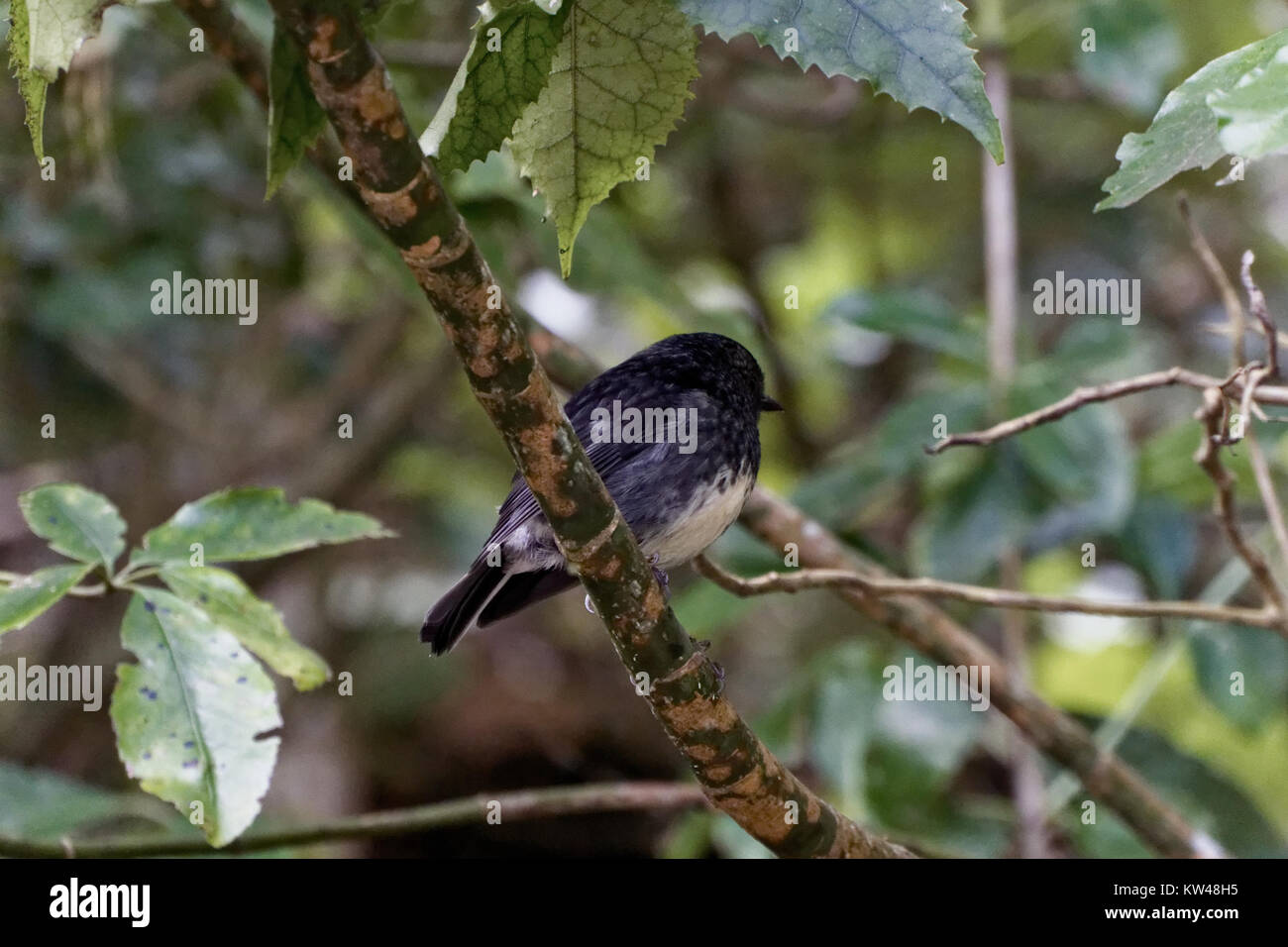 Una fotografia del Black Toutouwai, conosciuto anche come il rock wren della nuova Zelanda. Questo raro uccello è noto per il suo aspetto unico e il suo comportamento, originario delle regioni alpine della nuova Zelanda. Foto Stock