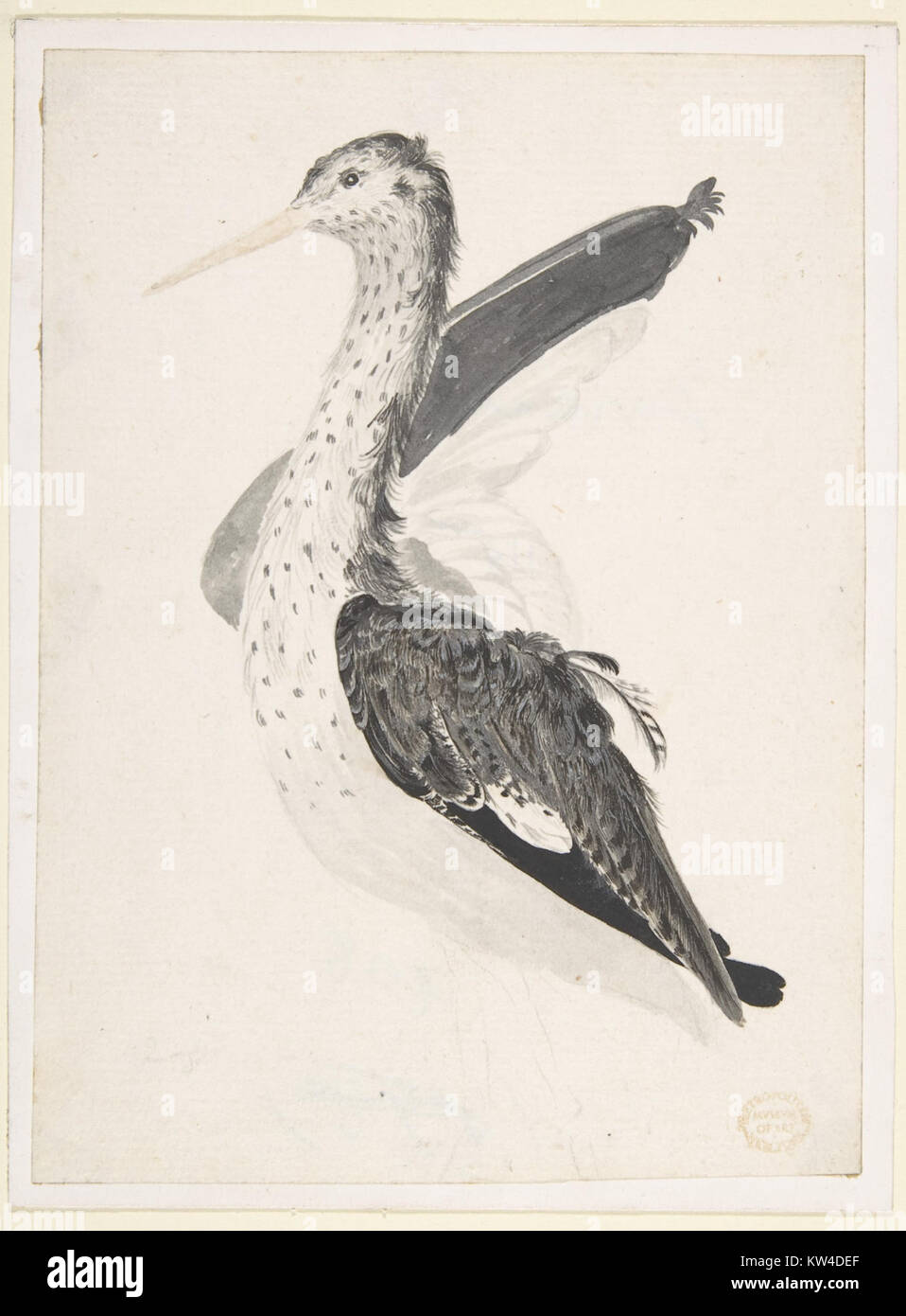 Uccello, forse un garzetta, visto di profilo con una ala sollevata incontrato DP809438 Foto Stock
