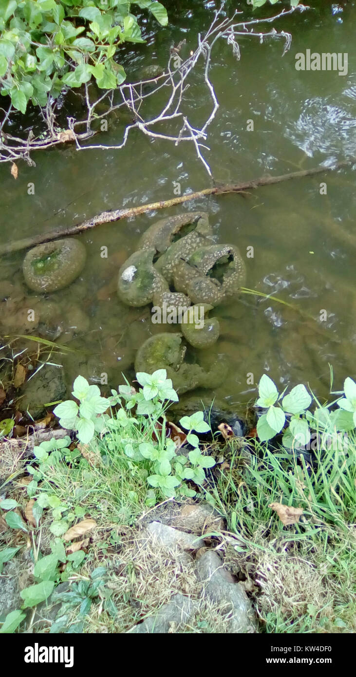 Blobs 2 è un'opera d'arte moderna caratterizzata da forme astratte e colori vivaci. L'opera enfatizza la fluidità e le forme organiche, tipiche dell'arte astratta contemporanea, ed esplora i confini tra forma e spazio. Foto Stock