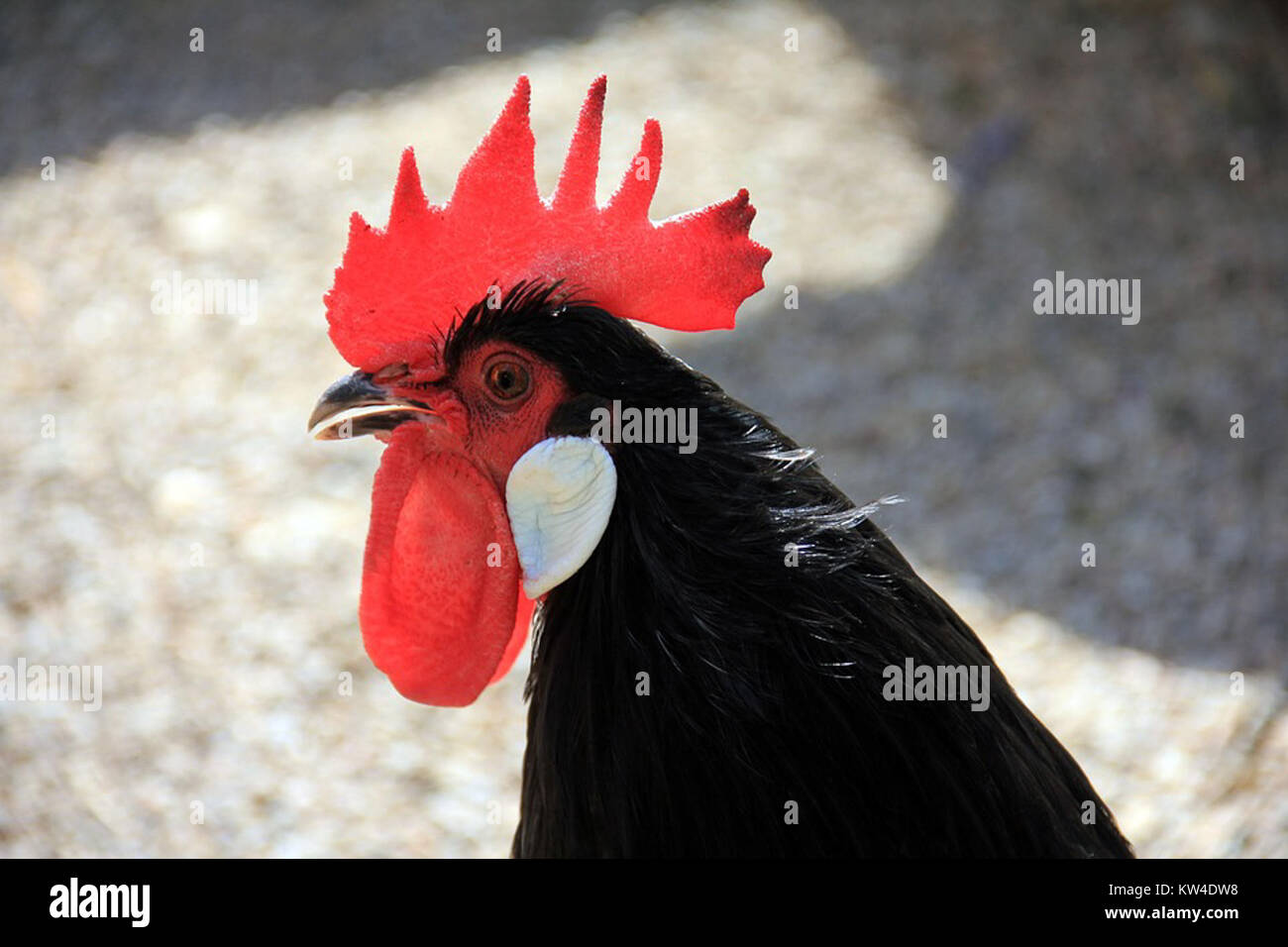 Una fotografia di un Gallo Nero che mostra la sua vivace cresta rossa, mostrando i tratti fisici distintivi dell'uccello e il vivace piumaggio. Foto Stock