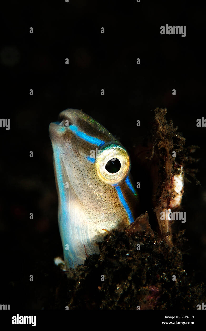 A strisce blu bavose (PLAGIOTREMUS RHINORHYNCHOS) dall Indonesia Foto Stock