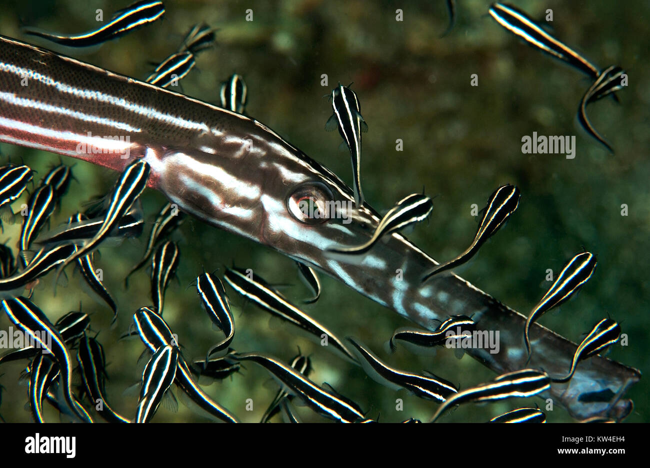 TRUMPETFISH, (AULOSTOMUS CHINENSIS) circondato da velenosi anguilla striato Pesce gatto (PLOTOSUS lineatus) Foto Stock