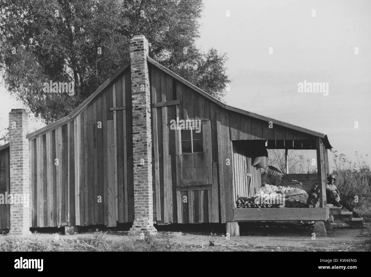 Un mezzadri siede sotto il portico di casa sua accanto a mucchi di patate dolci e di cotone sul Knowlton Plantation in Perthshire, Mississippi, marzo 1939. Foto Stock