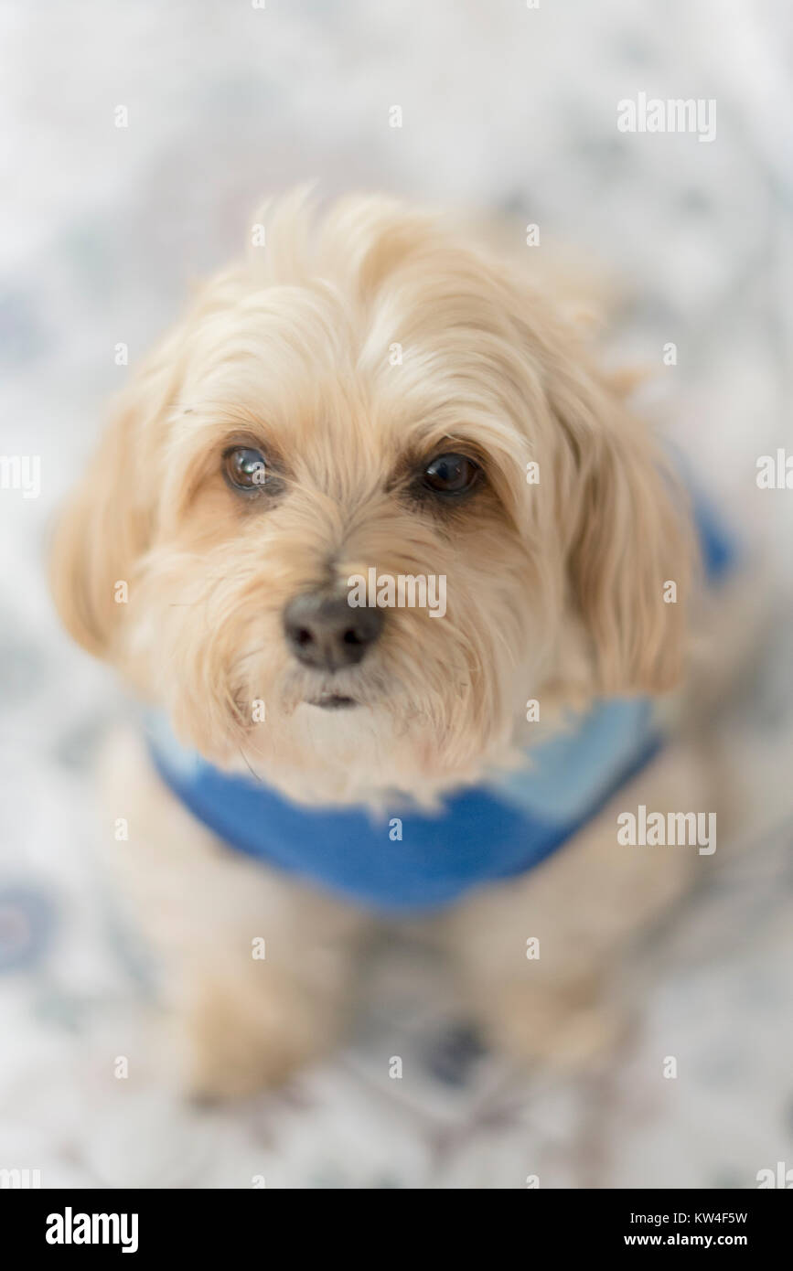 Morkie cane di razza mista che indossa un maglione blu Foto Stock