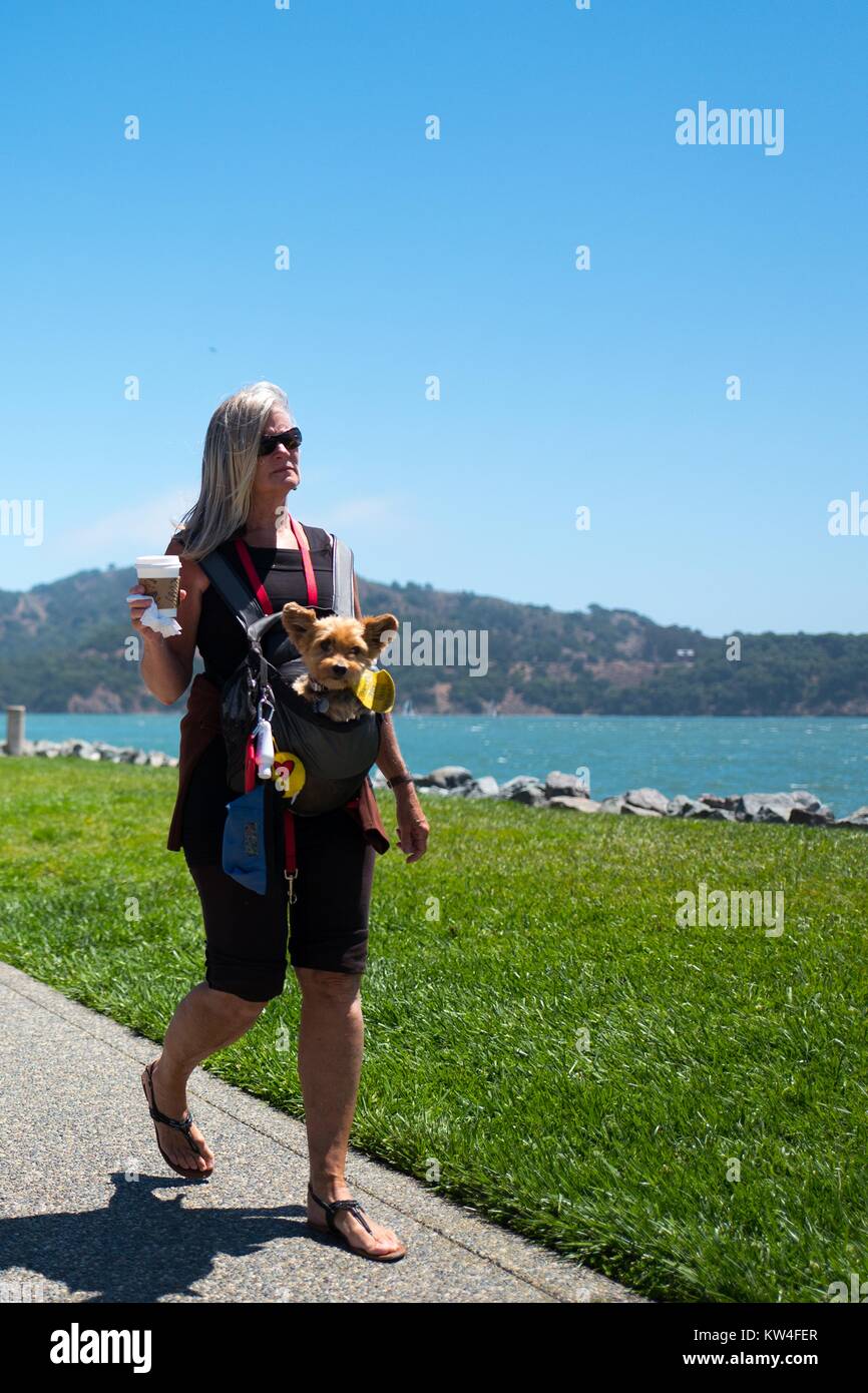 In Tiburon, California una donna cammina nei pressi della baia di San Francisco mentre si tiene un caffè Starbucks e indossa una imbracatura che le consente di trasportare un piccolo cane legato al suo corpo, 2016. Foto Stock