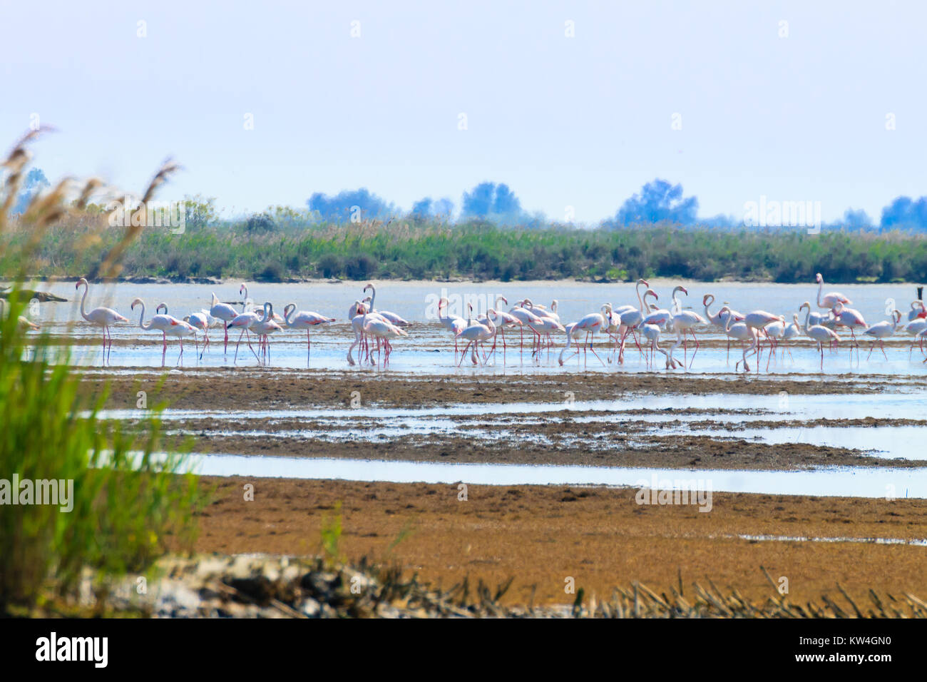 Stormo di fenicotteri rosa da "Delta del Po' laguna, Italia. Panorama della natura Foto Stock