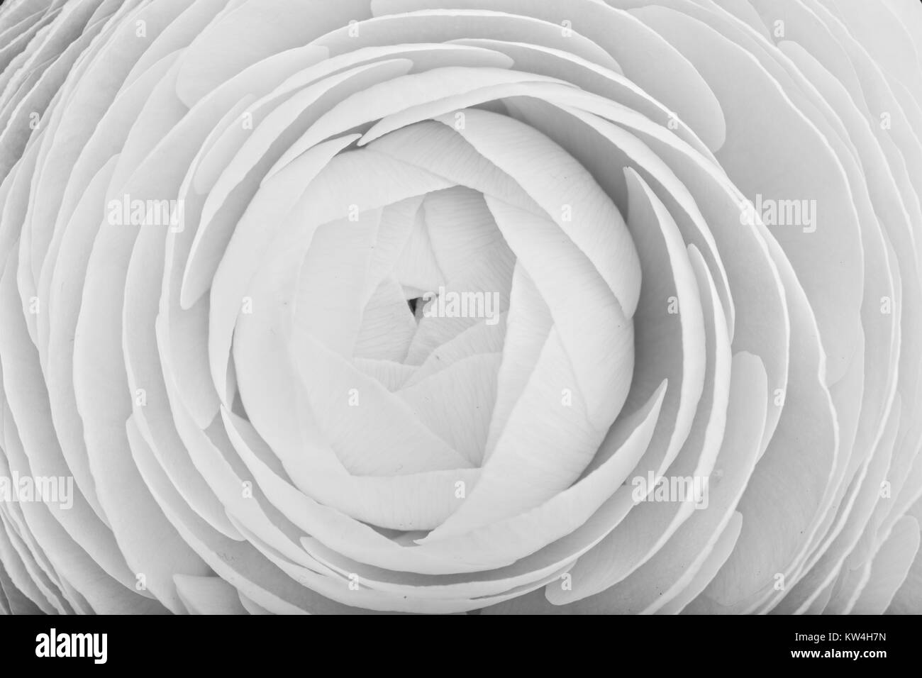 Bella ranunculus per lo sfondo, bellissimo fiore di primavera, vintage motivo floreale, macro Foto Stock