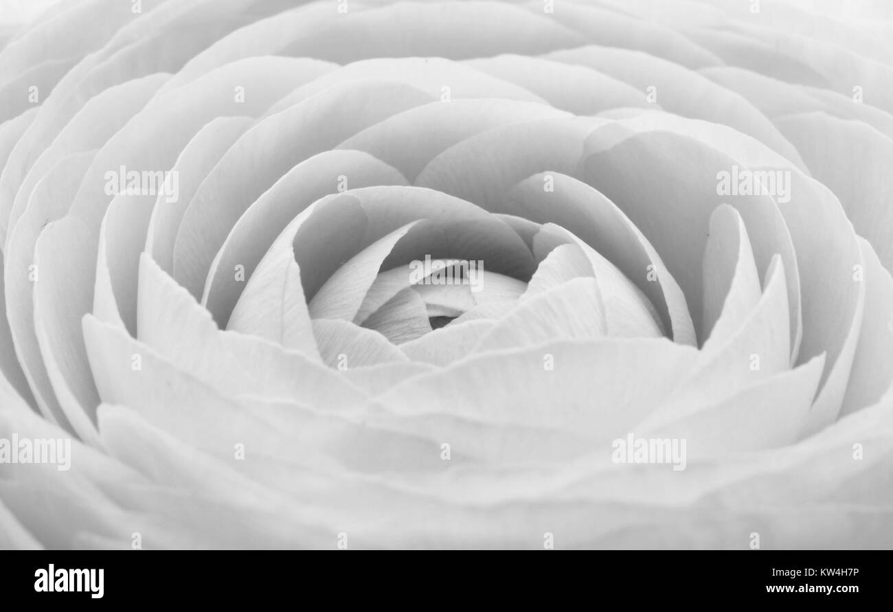 Bella ranunculus per lo sfondo, bellissimo fiore di primavera, vintage motivo floreale, macro Foto Stock