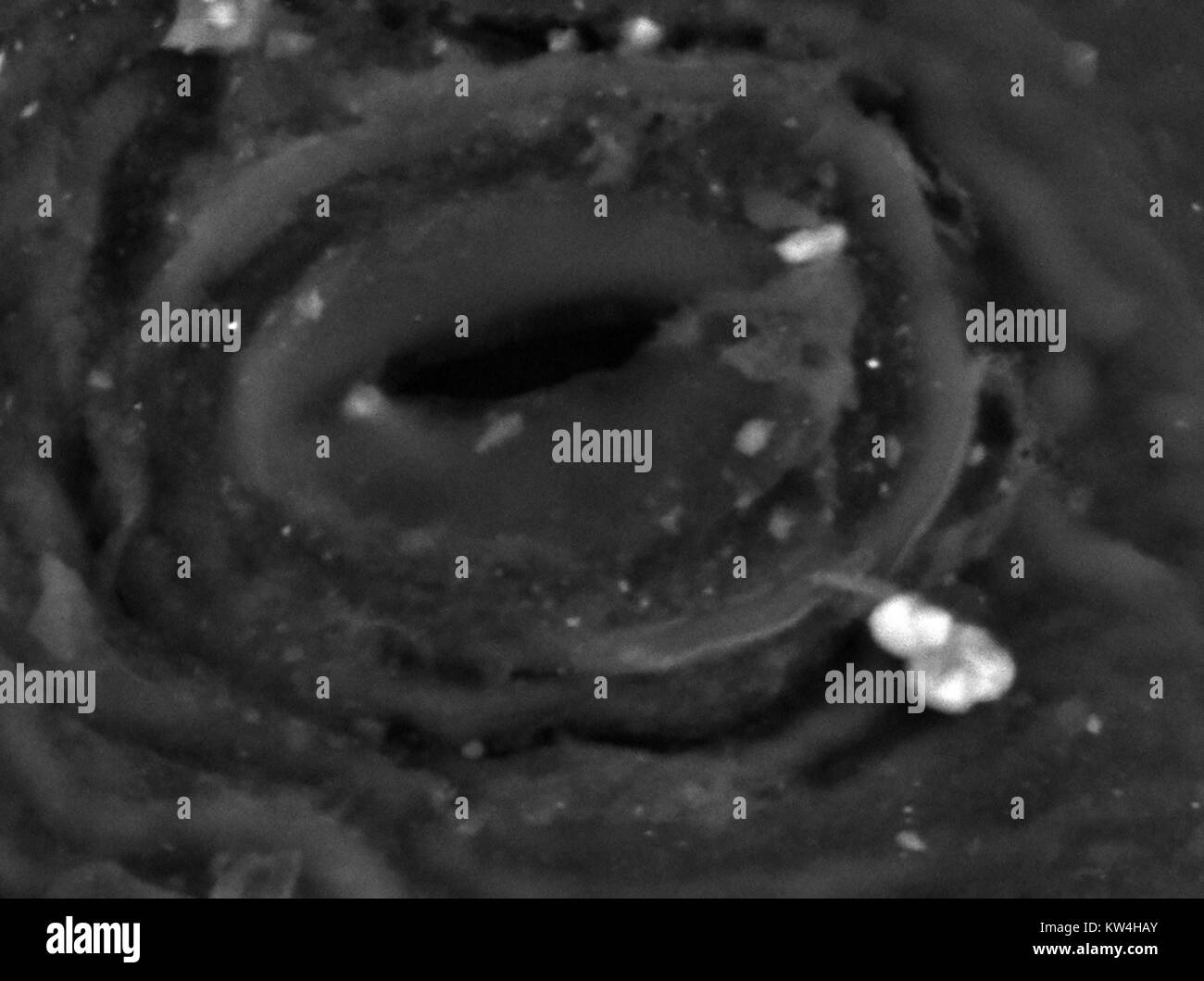 Microscopio elettronico a scansione (SEM) micrografia mostra un unico open stoma (scambio di gas) dei pori sulla superficie inferiore di un comune edera (Hedera helix) foglie, ad un ingrandimento di 5000x, 2016. Foto Stock