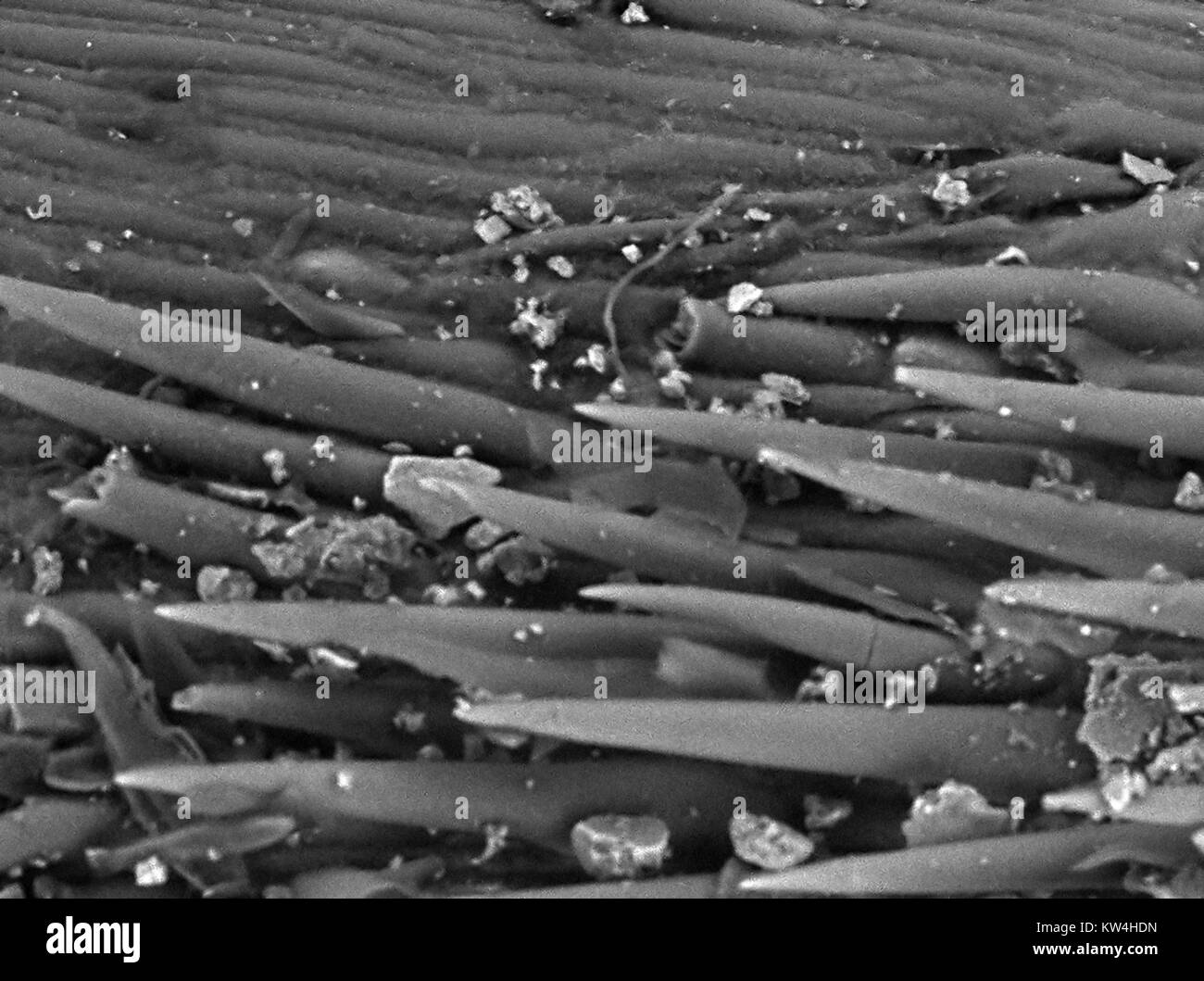 Microscopio elettronico a scansione (SEM) Micrografia di superficie di un pezzo di coda di volpe erba (Hordeum murinum), con diverse microbarbs appuntito, ad un ingrandimento di 1000x, 2016. Foto Stock