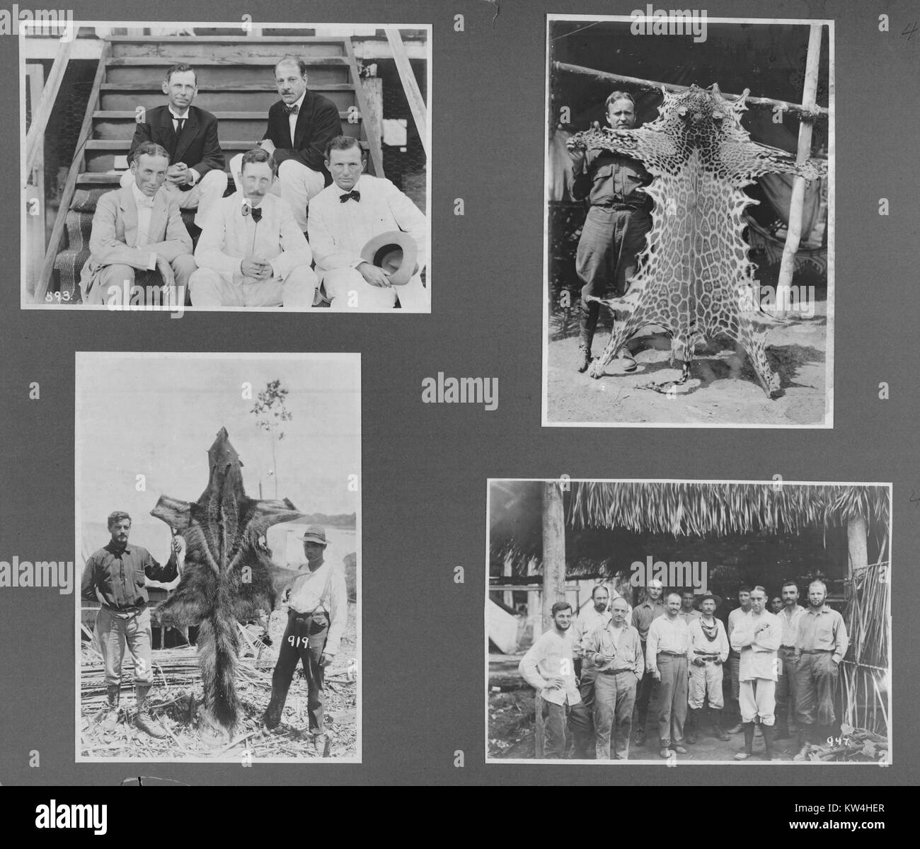 Collage di quattro immagini di un caccia grossa spedizione, compresa la pelliccia di un leopardo, Brasile, 1910. Dalla Biblioteca Pubblica di New York. Foto Stock