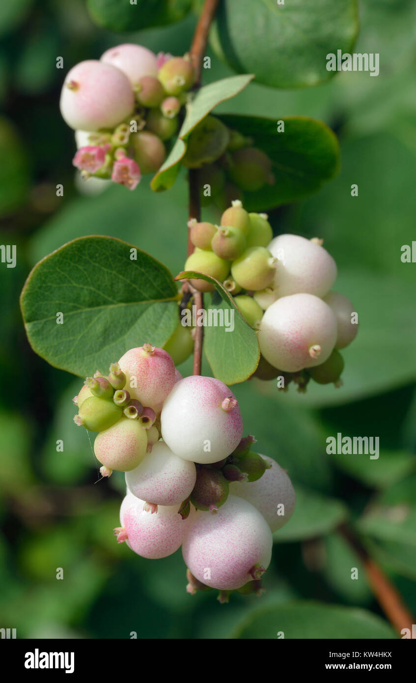 Snowberry - Bianco Symphoricarpos bacche e foglie Foto Stock