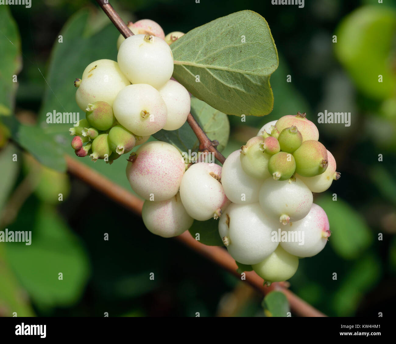 Snowberry - Bianco Symphoricarpos bacche e foglie Foto Stock