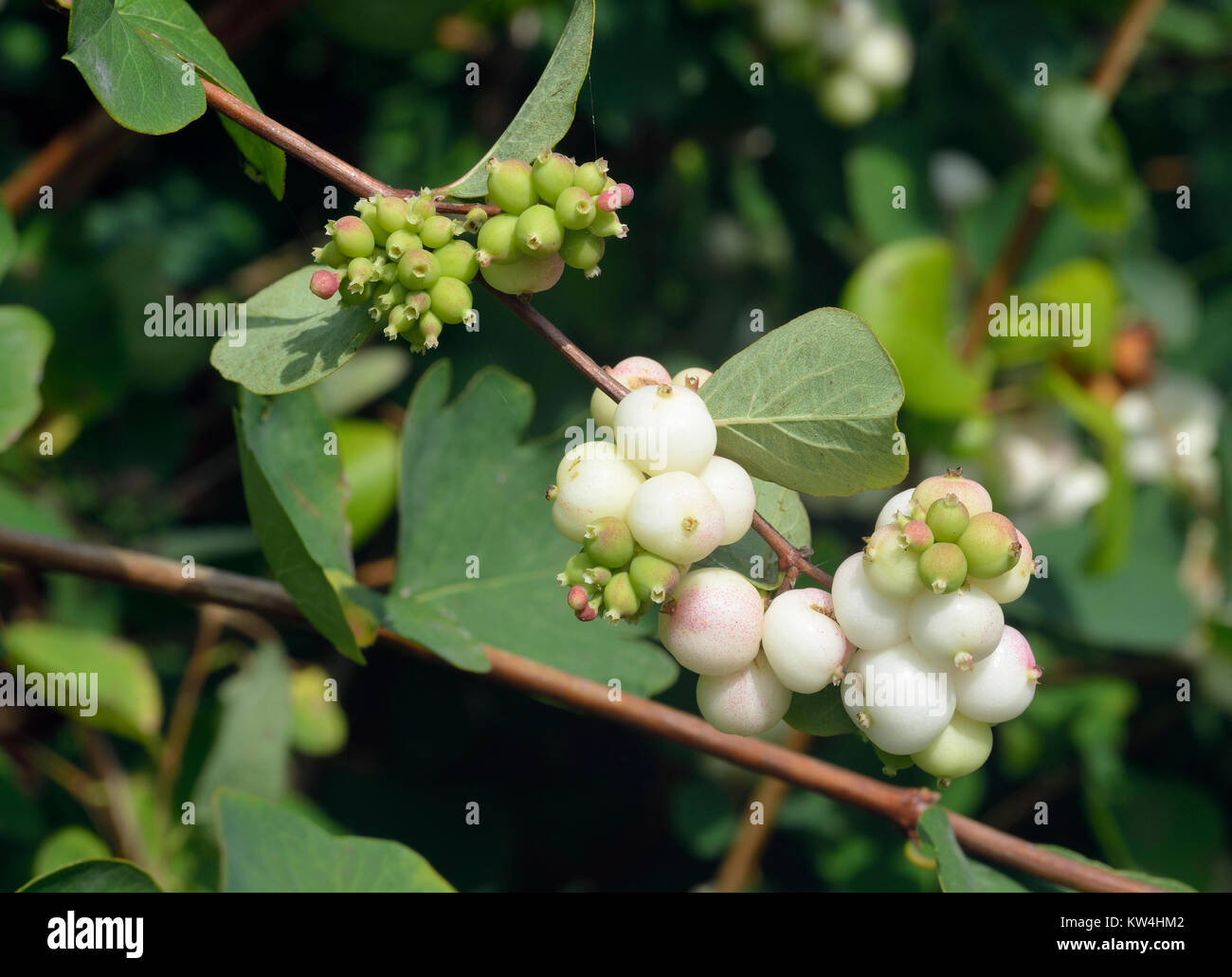 Snowberry - Bianco Symphoricarpos bacche e foglie Foto Stock