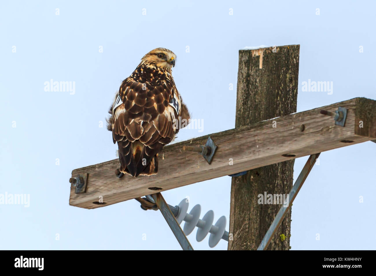 Un bellissimo falco è appollaiato su un palo di legno vicino a Davenport, Washington. Foto Stock