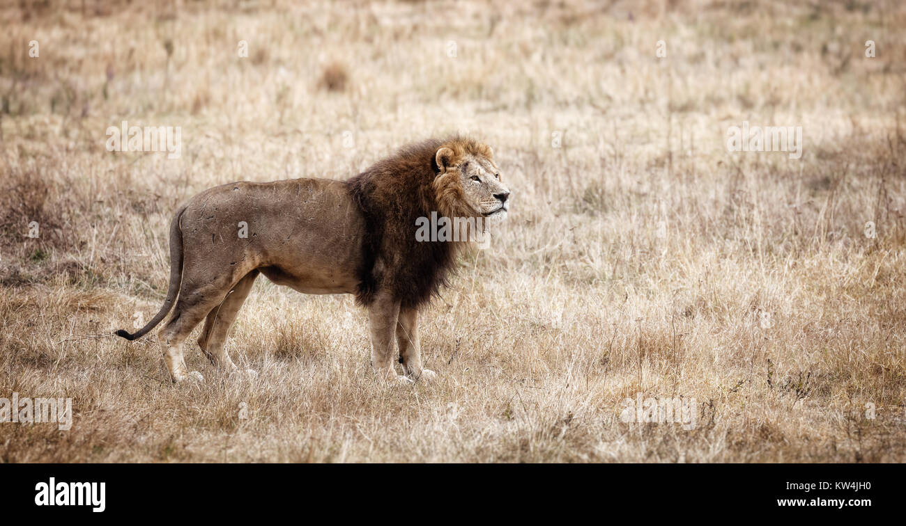 Bellissimo Leone Cesare nella savana. erba bruciata. maschio con battaglia cicatrici Foto Stock