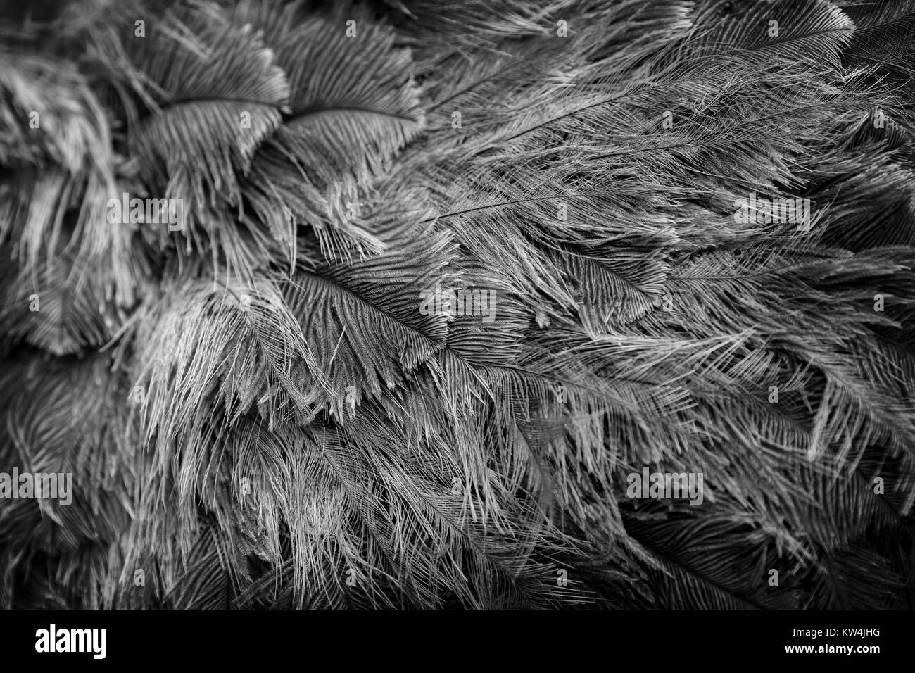 Uccello struzzo feather brown background texture Foto Stock