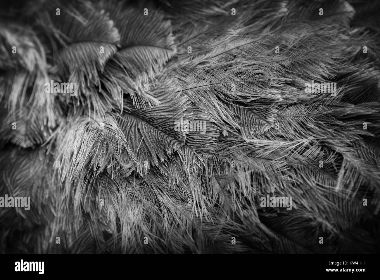 Uccello struzzo feather brown background texture Foto Stock