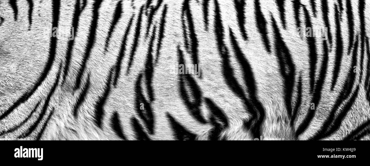 Le pellicce di tigre bianca Foto Stock